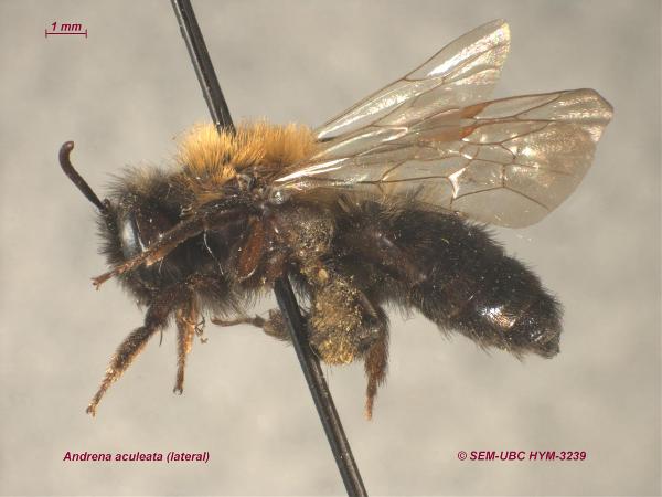 Photo of Andrena aculeata by Spencer Entomological Museum